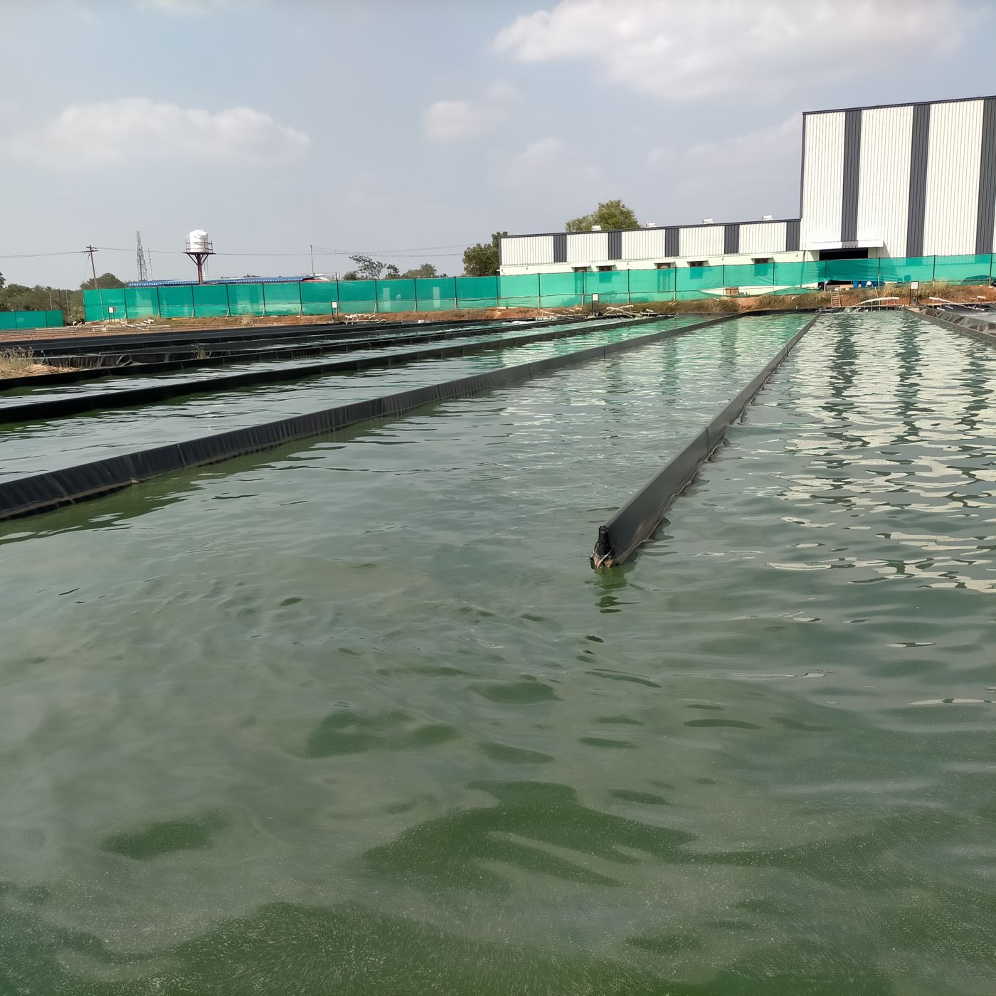 Spirulina raceway cultivation ponds